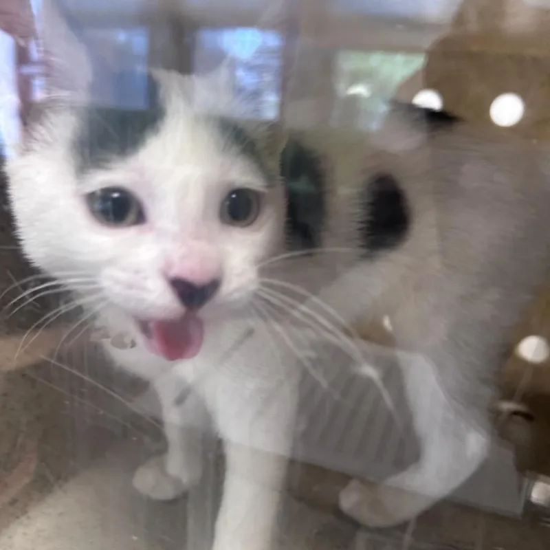 A baby small-sized female White Domestic Short Hair cat named Remi for adoption in Philadelphia, PA