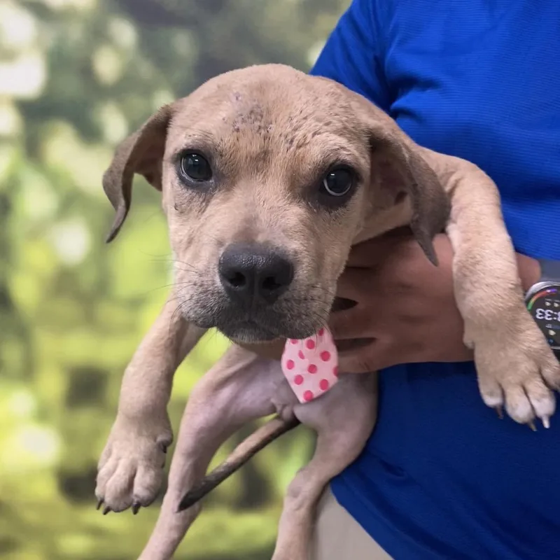 A baby medium-sized male Yellow / Tan / Blond / Fawn Mixed Breed dog named Tucker for adoption in Auburn, NH