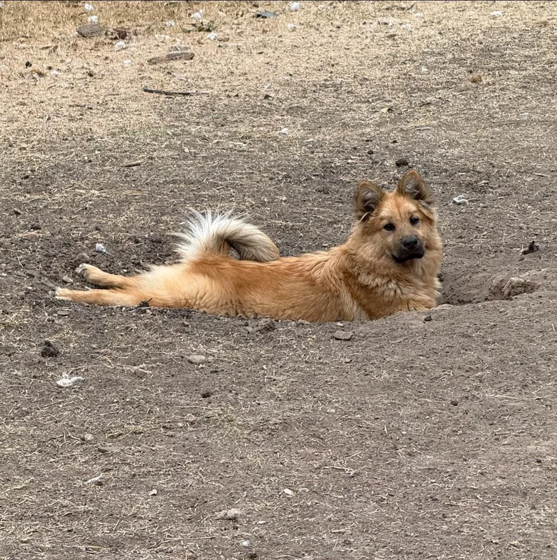 A young medium-sized male Red / Chestnut / Orange Chow Chow dog named Alfredo for adoption in Pflugerville, TX
