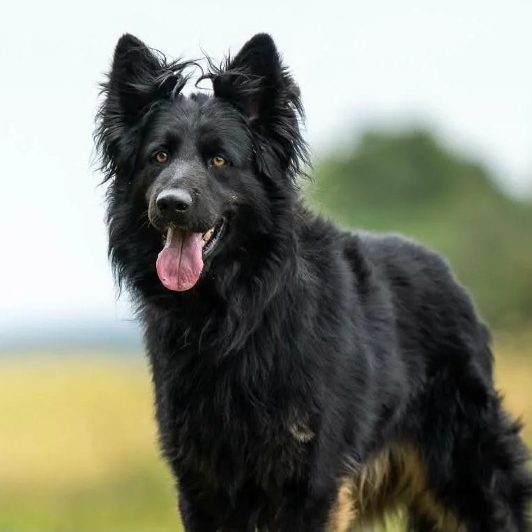 An adult large-sized male German Shepherd Dog dog named Axel for adoption in New Ringgold, PA