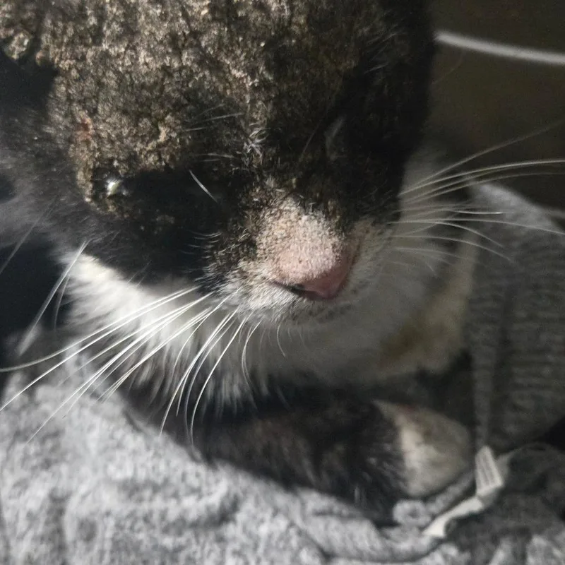 An adult medium-sized male Black Domestic Short Hair cat named Fig for adoption in Pasadena, CA