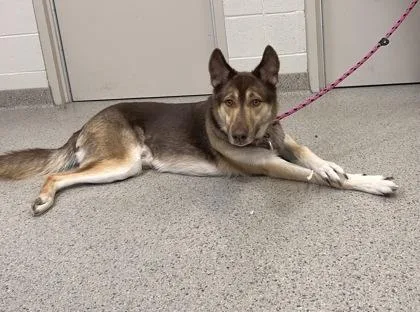 A young large-sized male Shepherd dog named Zeus Richard for adoption in Fishers, IN