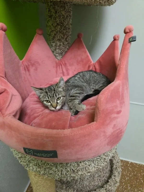 A young medium-sized male Tabby (Brown / Chocolate) Domestic Short Hair cat named Ampert for adoption in Jackson, TN