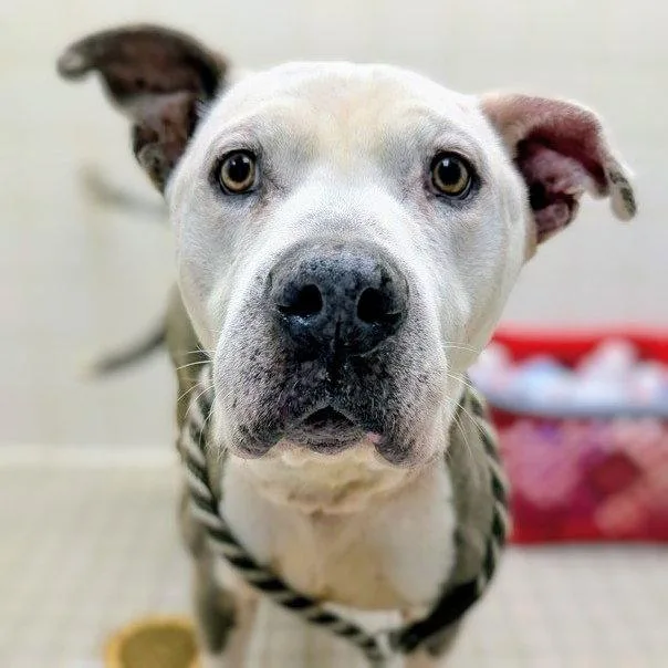 A senior large-sized female Pit Bull Terrier dog named Lacey for adoption in Oakland, CA