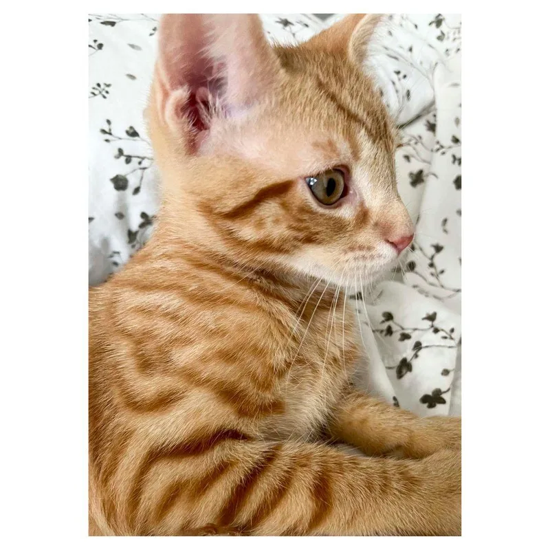 Kowalski thumbnail 2