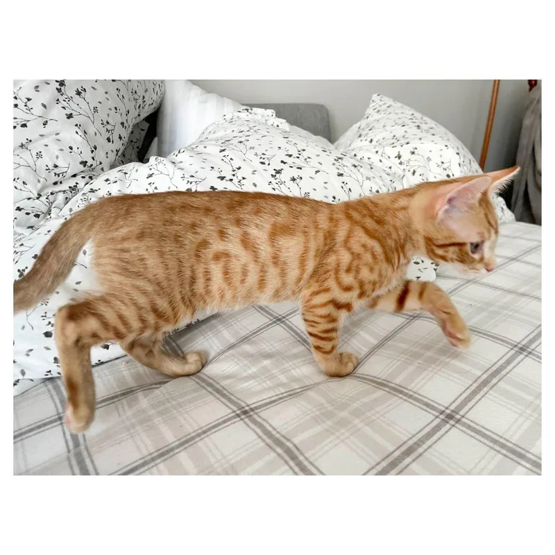 Kowalski thumbnail 3