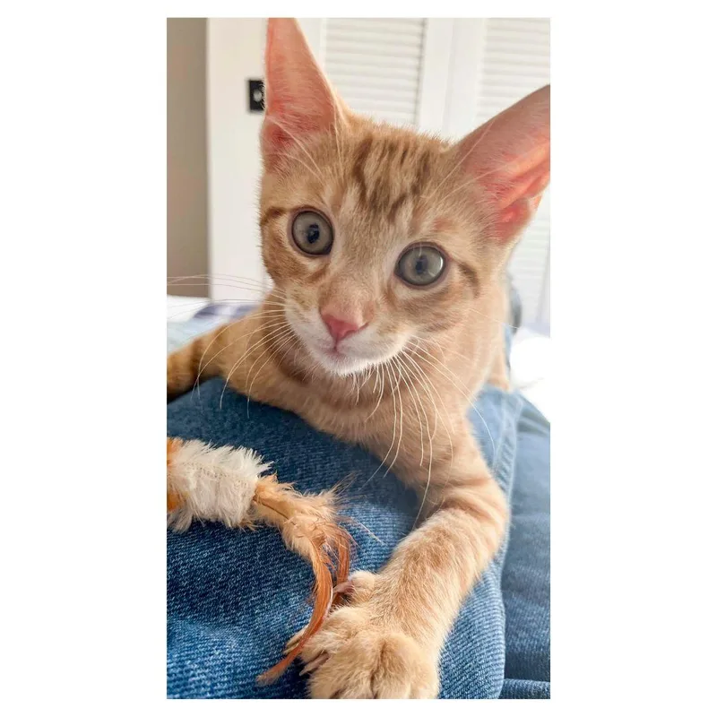 Kowalski thumbnail 4