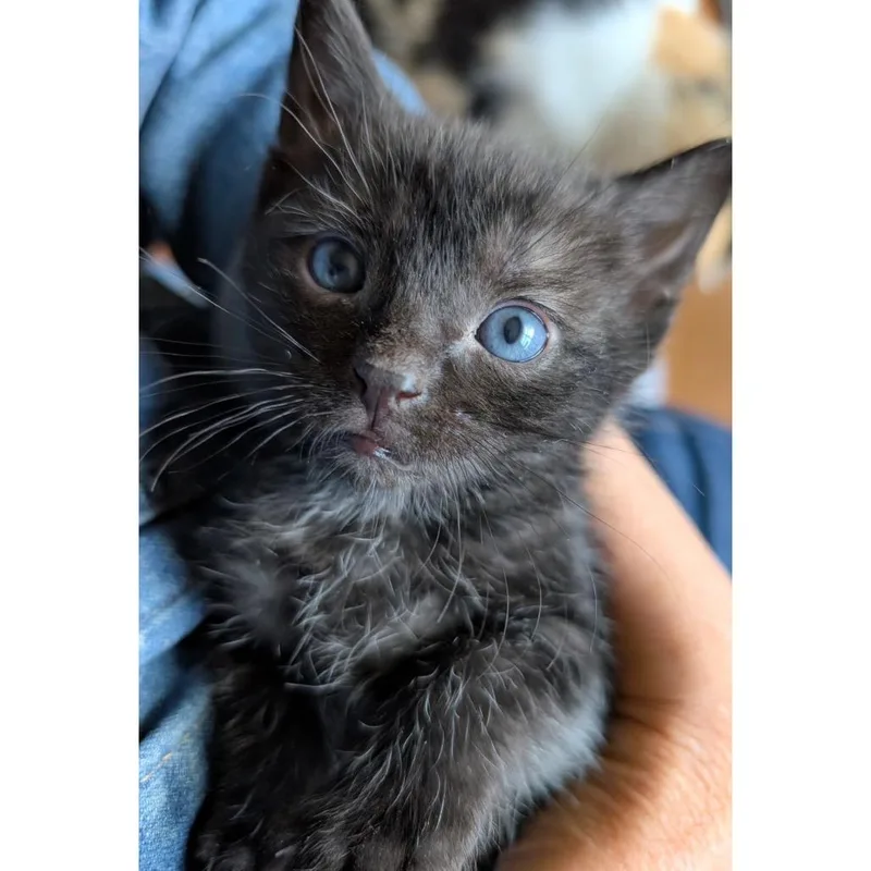 A baby small-sized female Black Domestic Short Hair cat named Beetle for adoption in Stoughton, WI