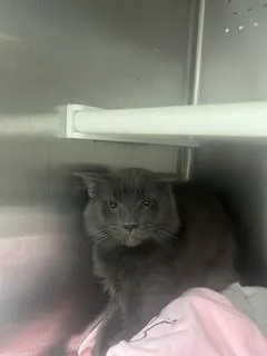 An adult medium-sized male Domestic Short Hair cat named Wolfie for adoption in Fort Lauderdale, FL