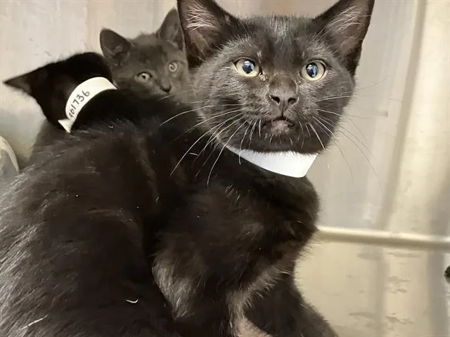 A baby small-sized female Domestic Short Hair cat named Brianna for adoption in Tustin, CA