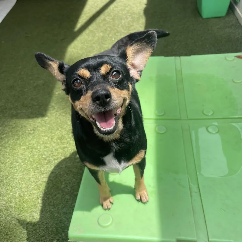 An adult small-sized female Rat Terrier dog named Sassy for adoption in Baton Rouge, LA