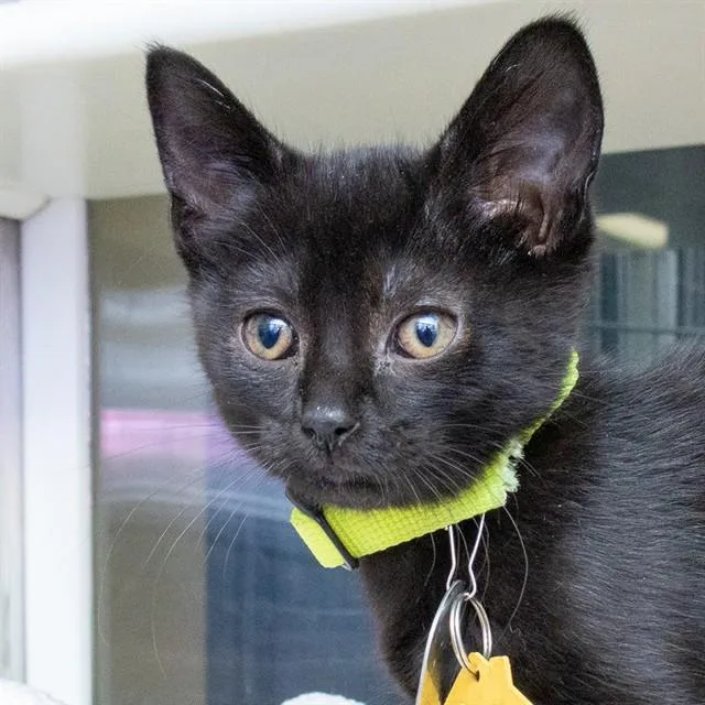 A baby small-sized female Domestic Short Hair cat named Meeny for adoption in St. Louis, MO