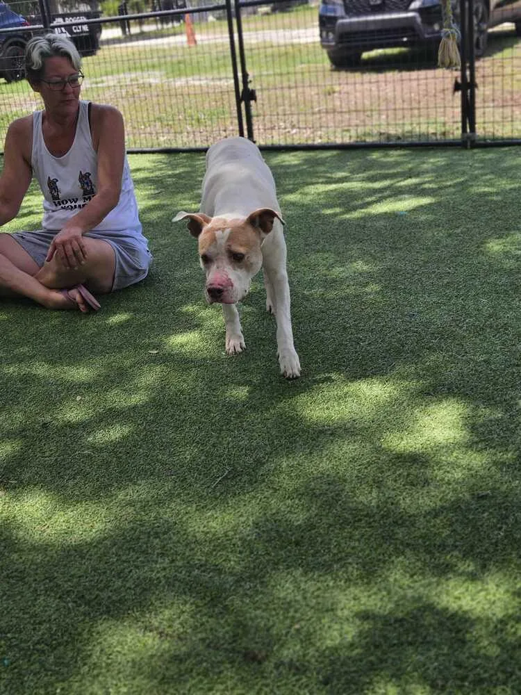 An adult medium-sized male Tricolor (Brown, Black, & White) American Bulldog dog named Wheeler for adoption in Lakeland, FL