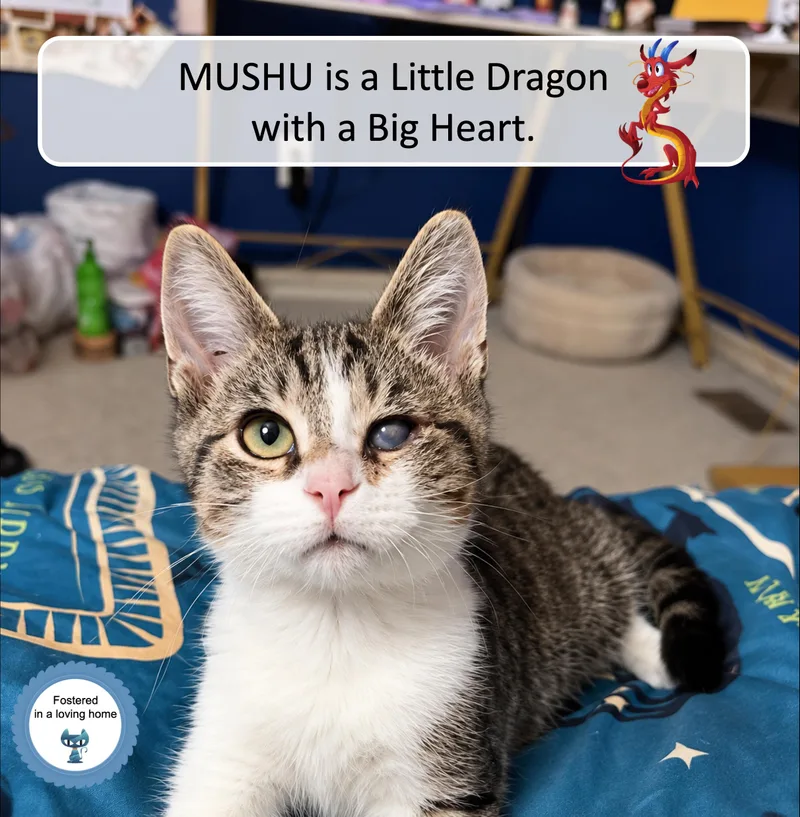 Mushu thumbnail 3