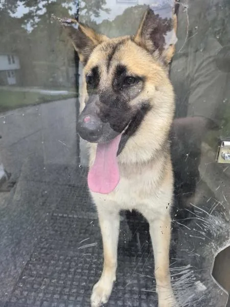 An adult large-sized female German Shepherd Dog dog named Pen for adoption in Lawrenceville, GA