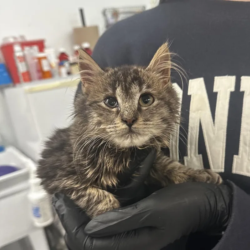 A baby small-sized female Brown / Chocolate Domestic Medium Hair cat named Robyn for adoption in Manhattan, KS