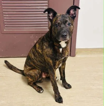 An adult large-sized male Mixed Breed dog named Willy Wonka for adoption in West Chester, PA