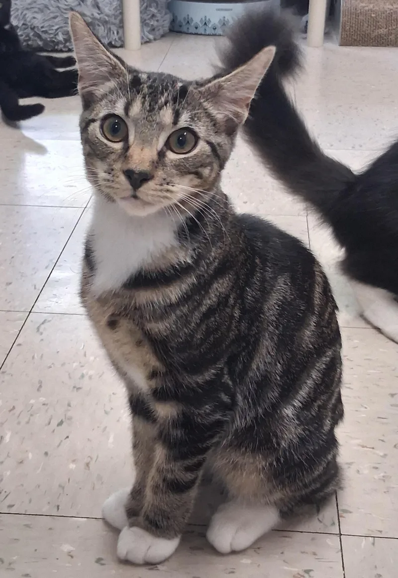 A baby medium-sized male Tabby (Leopard / Spotted) Domestic Short Hair cat named Mario for adoption in Onley, VA
