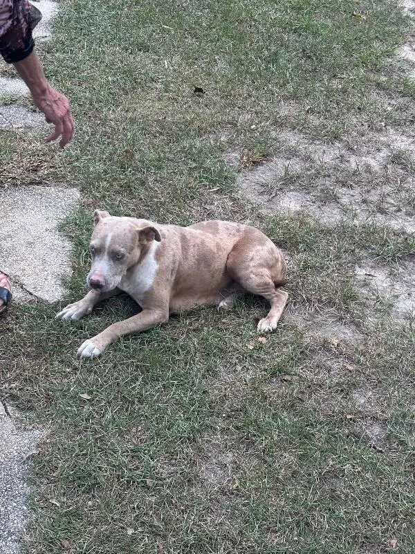 An adult medium-sized female Yellow / Tan / Blond / Fawn American Bulldog dog named Pretty Girl for adoption in Mobile, AL
