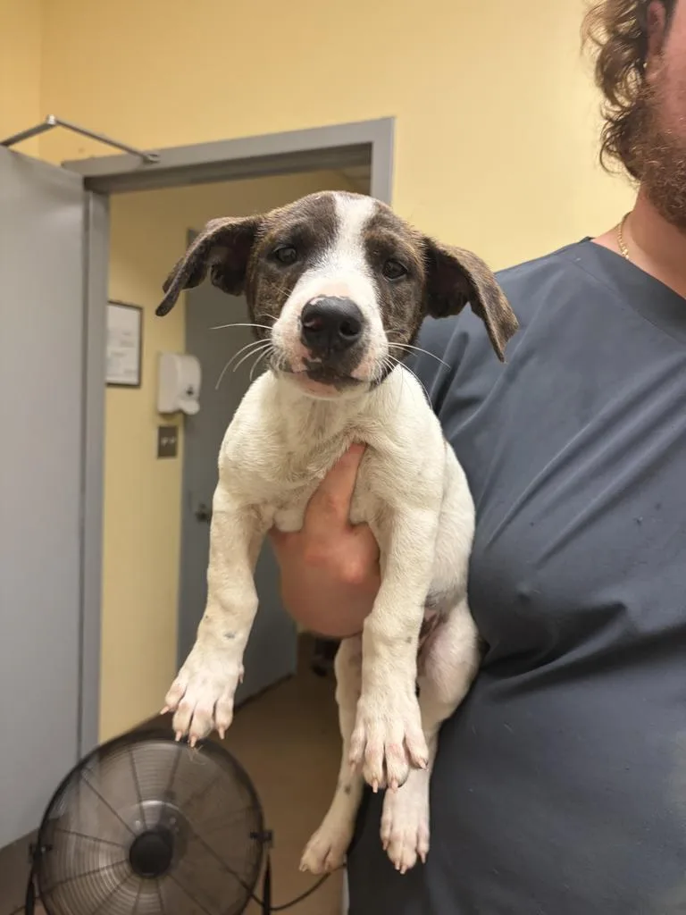 A baby medium-sized male Mixed Breed dog named Spaghetti for adoption in Florence, SC