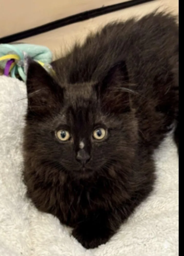 A baby medium-sized male Black Domestic Short Hair cat named Inky for adoption in Lafayette, CO