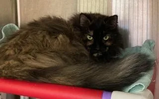 A senior medium-sized female Domestic Long Hair cat named Ashley for adoption in Cincinnati, OH