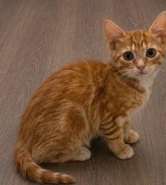 A baby small-sized female Tabby (Orange / Red) Domestic Short Hair cat named Surge for adoption in Homer Glen, IL