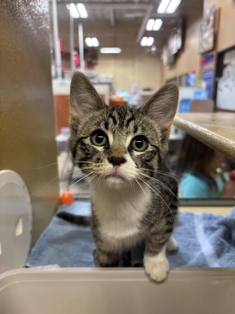 A baby medium-sized male Domestic Short Hair cat named Magnum for adoption in Sonora, CA