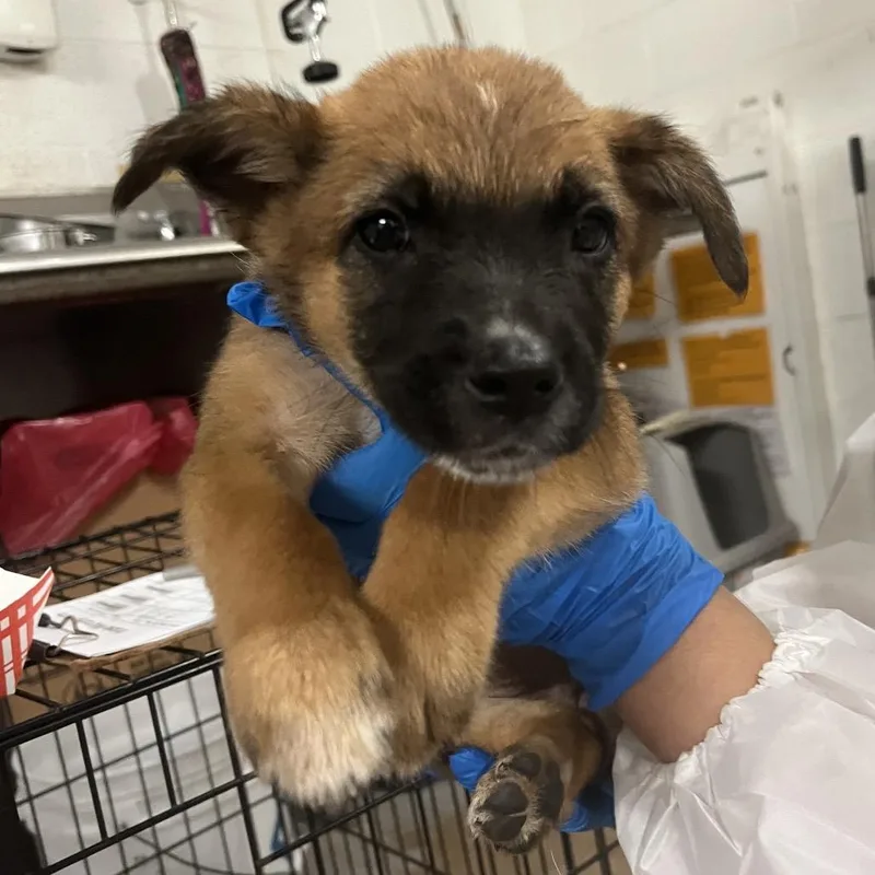 A baby small-sized female Black Australian Cattle Dog / Blue Heeler dog named Pastrami for adoption in Edinburg, TX