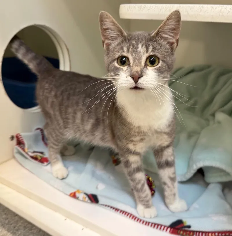 A baby medium-sized male Domestic Short Hair cat named Blue Tang for adoption in Columbia, IL