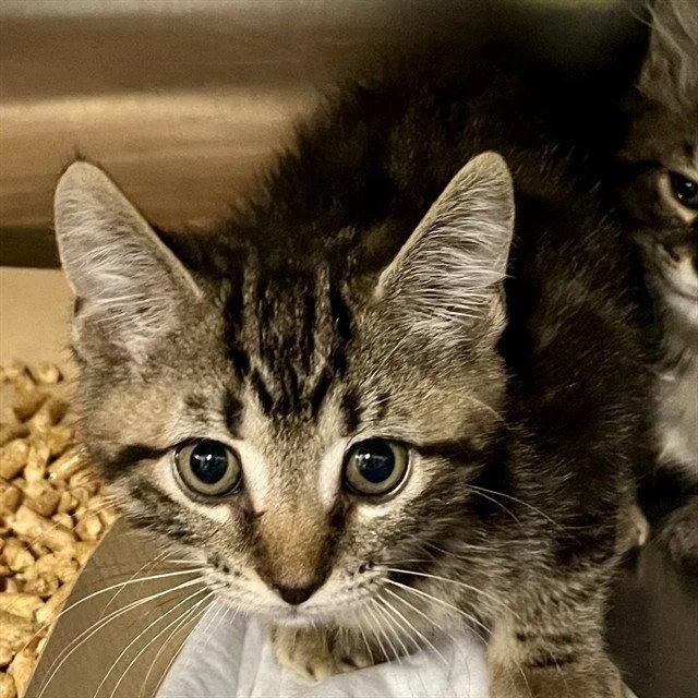 A baby small-sized male Brown / Chocolate Domestic Short Hair cat named Beach Ball for adoption in Tavares, FL