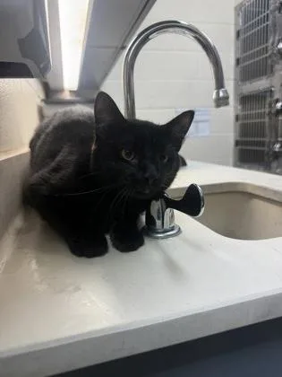 A young medium-sized male Black Domestic Short Hair cat named Hot Dog for adoption in Wichita, KS