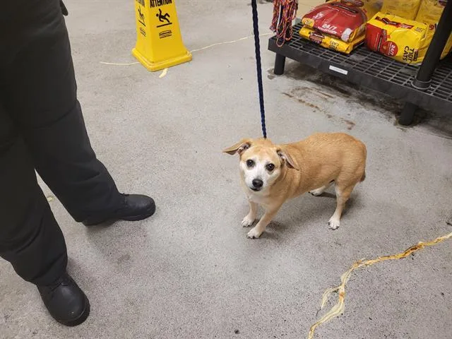 An adult small-sized female Chihuahua dog named Sassy for adoption in Kent, WA