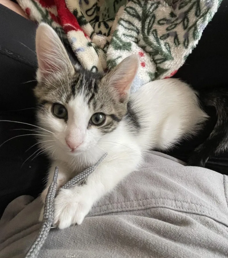A baby small-sized male White Domestic Short Hair cat named Sprout for adoption in Silverton, OR