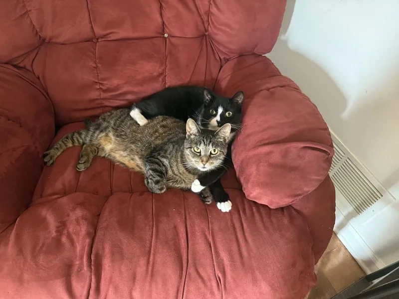 An adult medium-sized female Black & White / Tuxedo Domestic Short Hair cat named Stinky for adoption in Milton, DE