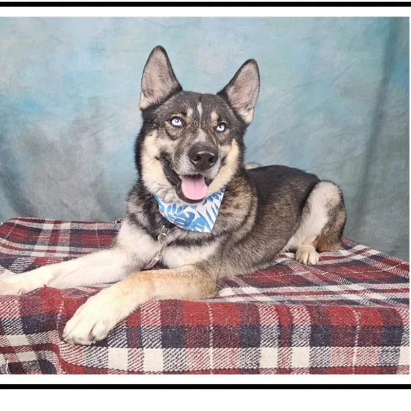 An adult medium-sized male Gray / Blue / Silver Siberian Husky dog named Frederico for adoption in Apache Junction, AZ