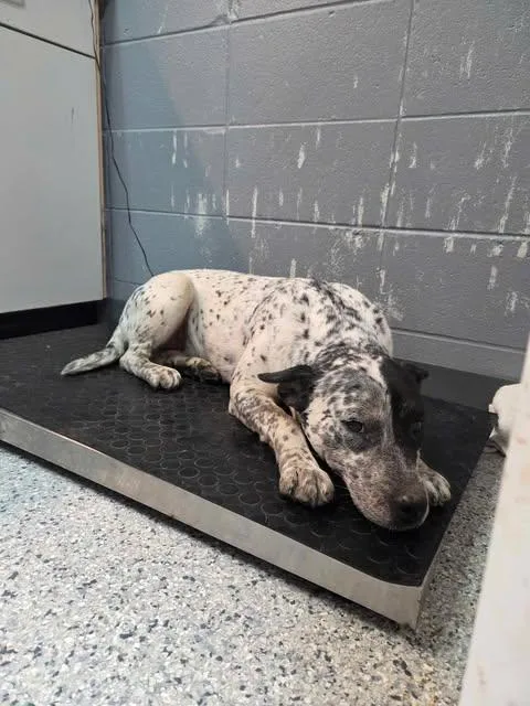 A young medium-sized female Cattle Dog dog named Blueberry for adoption in Livingston, LA