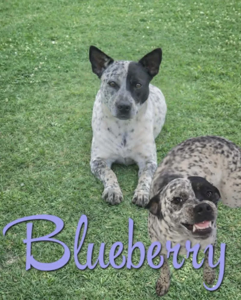Blueberry thumbnail 2