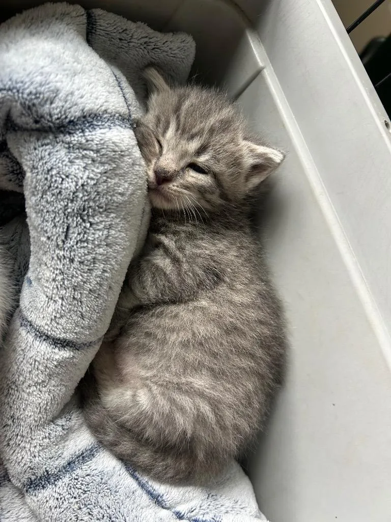A baby small-sized male Domestic Short Hair cat named Gunter for adoption in Newaygo, MI