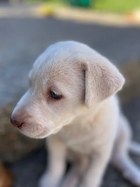 A baby large-sized female Great Pyrenees dog named Capellini for adoption in Redwood City, CA
