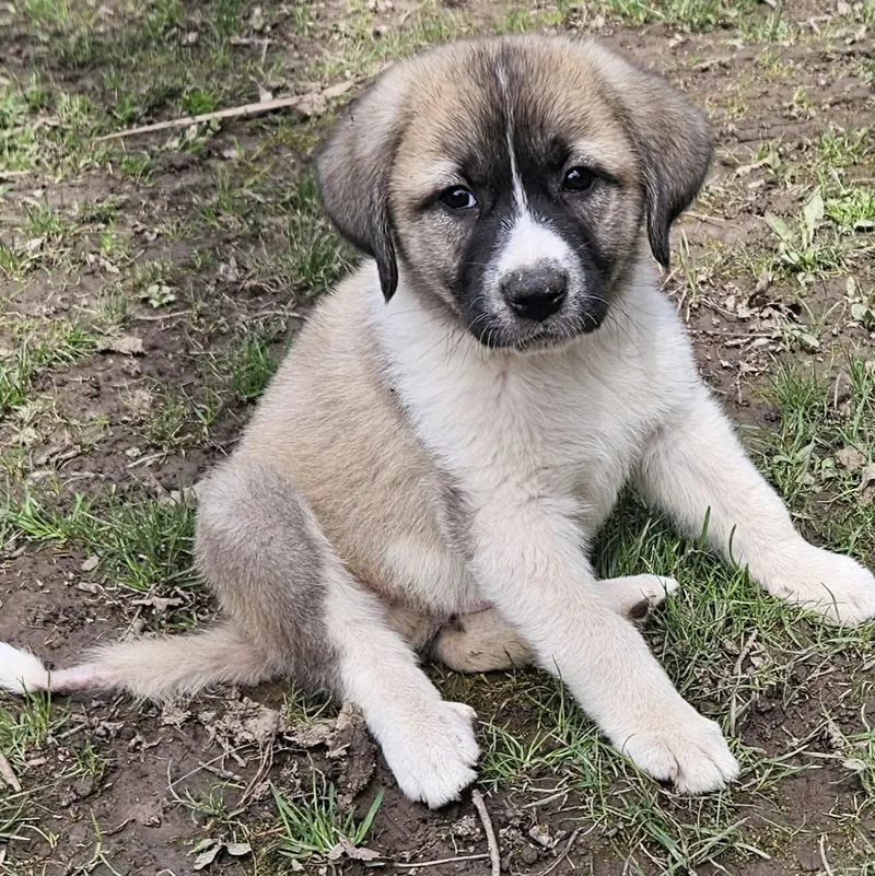 Zeus