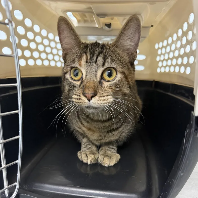 A young medium-sized female Brown / Chocolate Domestic Short Hair cat named Rosie for adoption in Riverside, CA