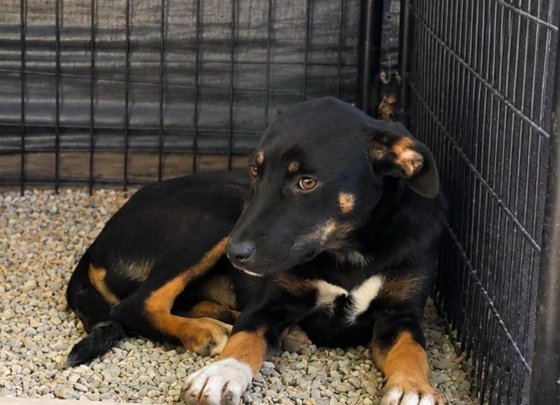 A baby medium-sized female German Shepherd Dog dog named Leela for adoption in Neosho, MO