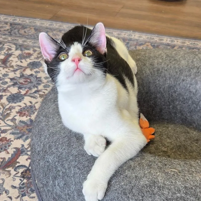 A young medium-sized male White Domestic Short Hair cat named Moby for adoption in Grosse Ile, MI