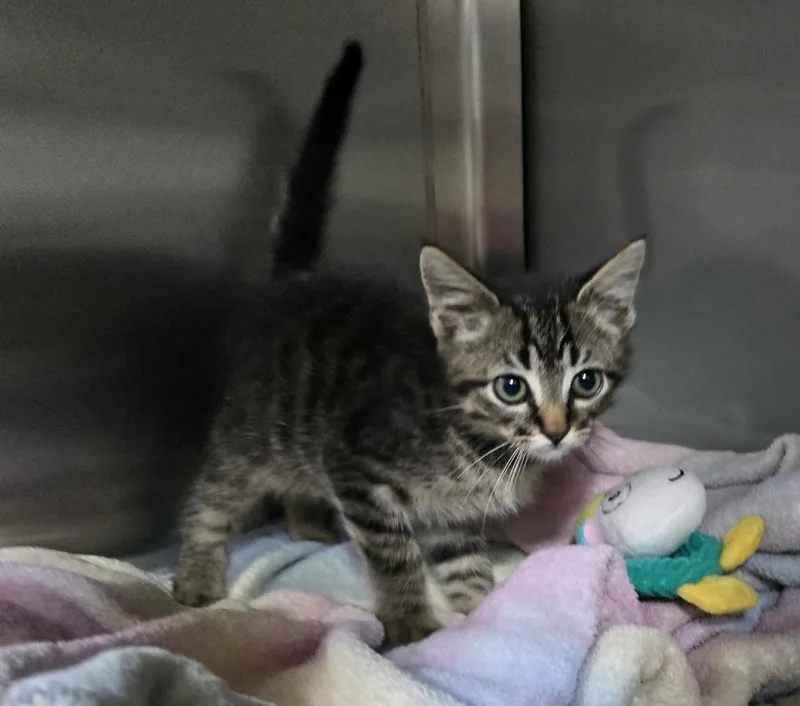 A baby small-sized male Domestic Short Hair cat named Squeakers for adoption in Dickson, TN