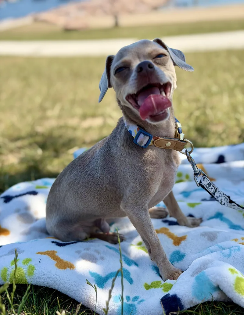 A young small-sized male Gray / Blue / Silver Chihuahua dog named Prince for adoption in Union Grove, WI