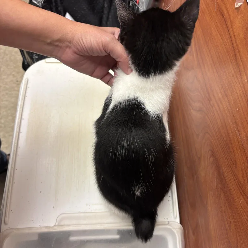 A baby medium-sized female Domestic Short Hair cat named Apple for adoption in Sonora, CA