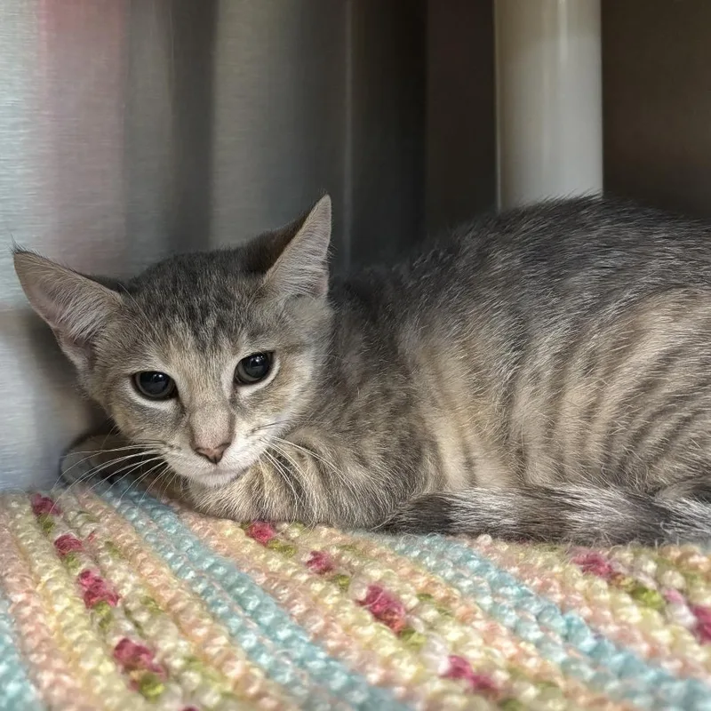 A baby small-sized female Gray / Blue / Silver Domestic Short Hair cat named Monica for adoption in Wilmington, DE