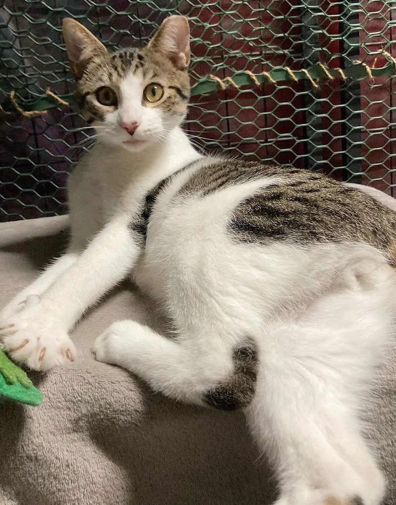 Tiger Burgess thumbnail 2