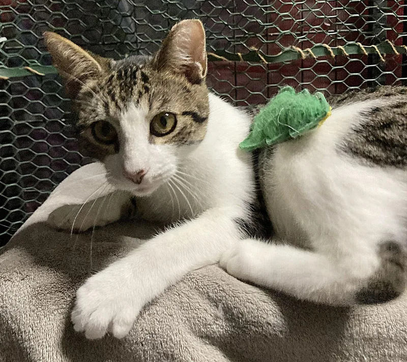 Tiger Burgess thumbnail 3